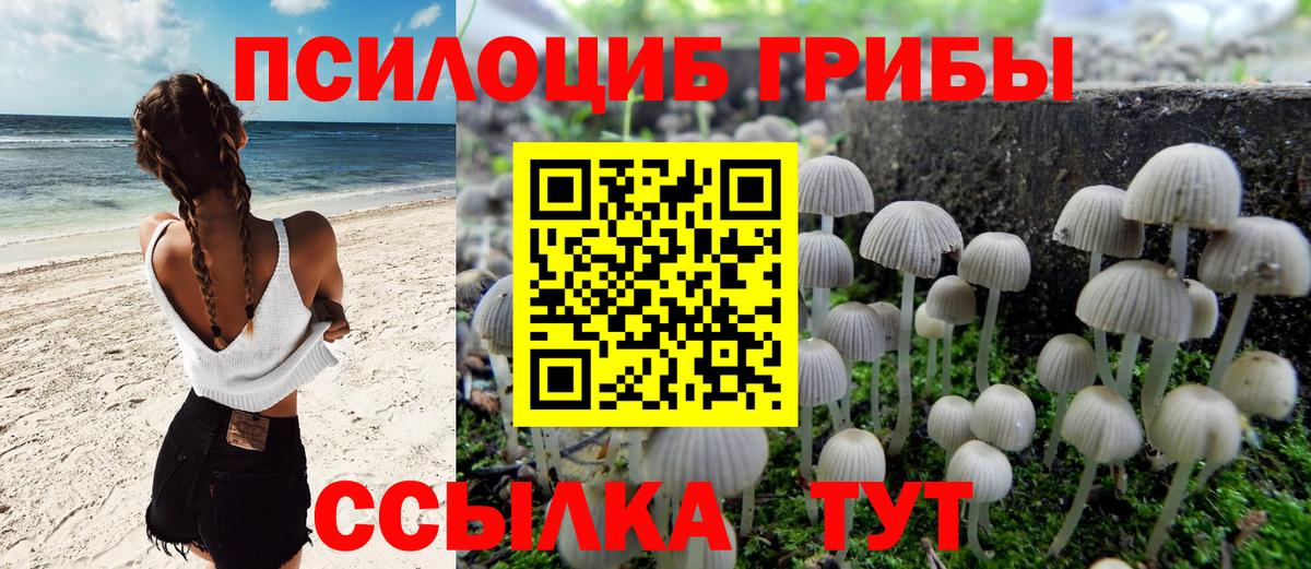 Псилоцибиновые грибы Cubensis Новотроицк